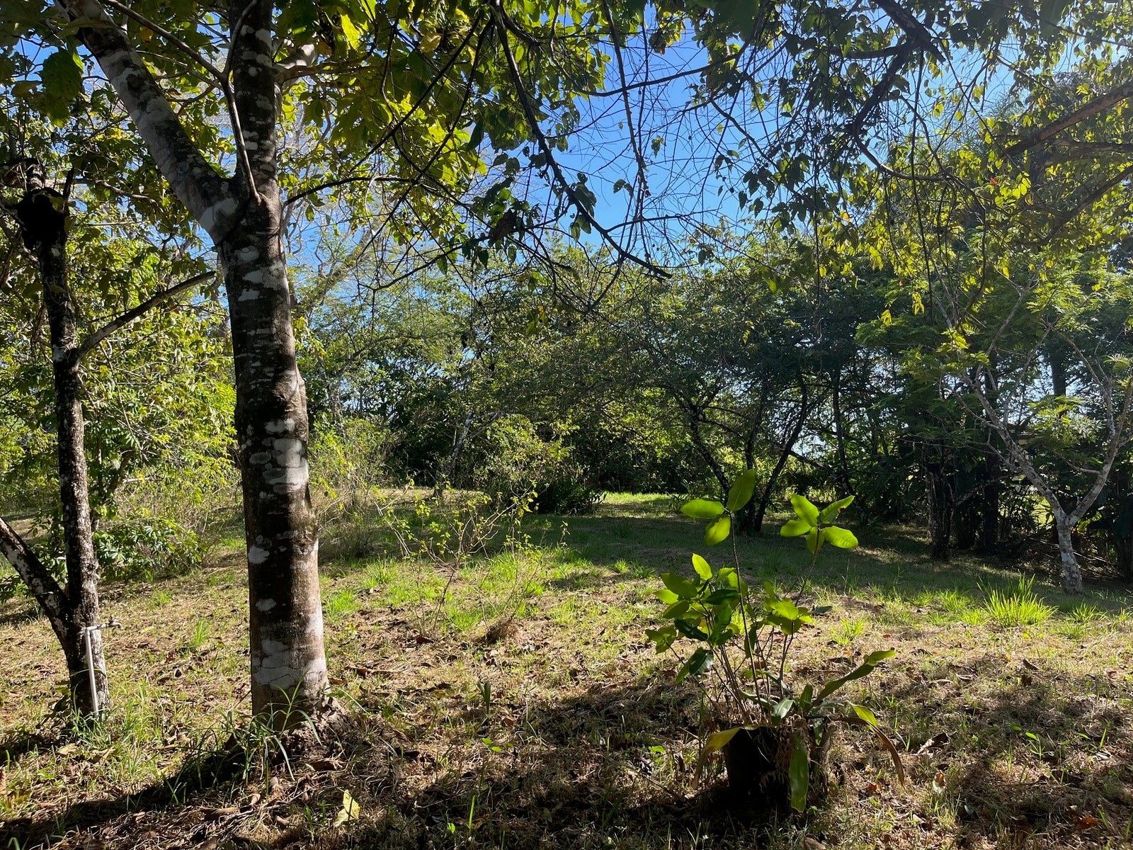 Partial Ocean View Lot Delicias — photo 2 of 12
