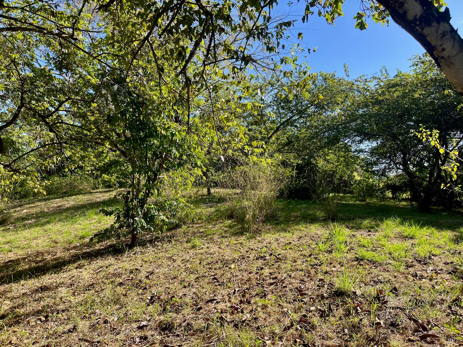 Partial Ocean View Lot Delicias — photo 10 of 12