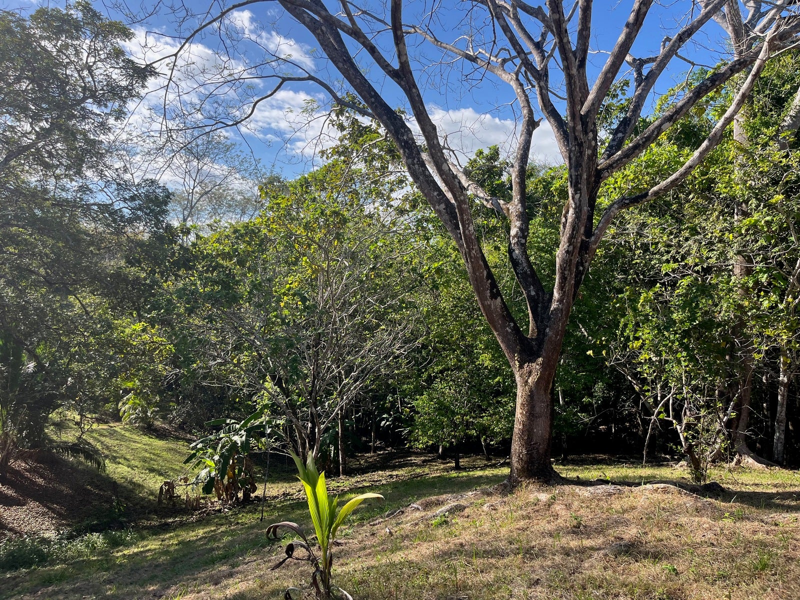 Partial Ocean View Lot Delicias — photo 11 of 12