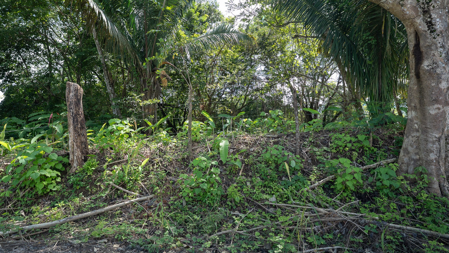 Cabuya Jungle Lot — photo 3 of 11