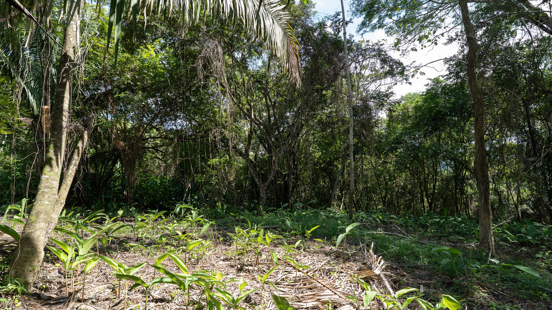 Cabuya Jungle Lot — photo 5 of 11