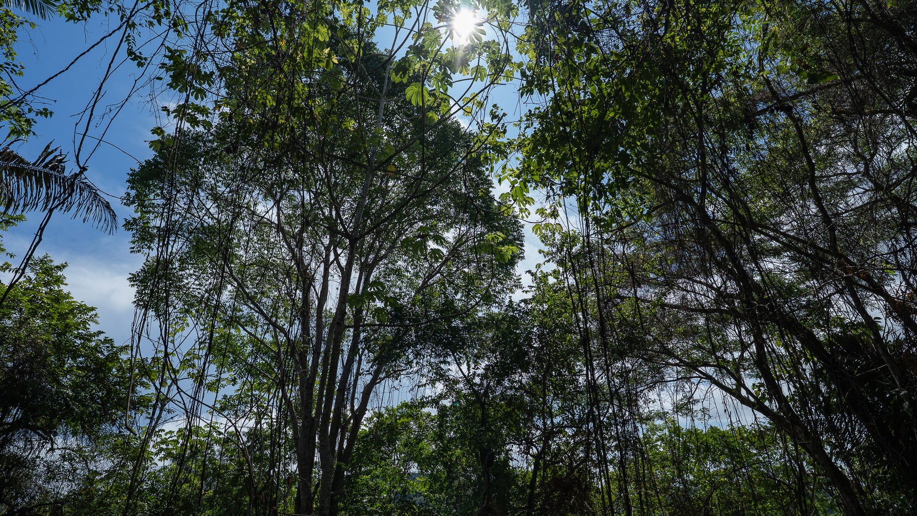 Cabuya Jungle Lot — photo 6 of 11