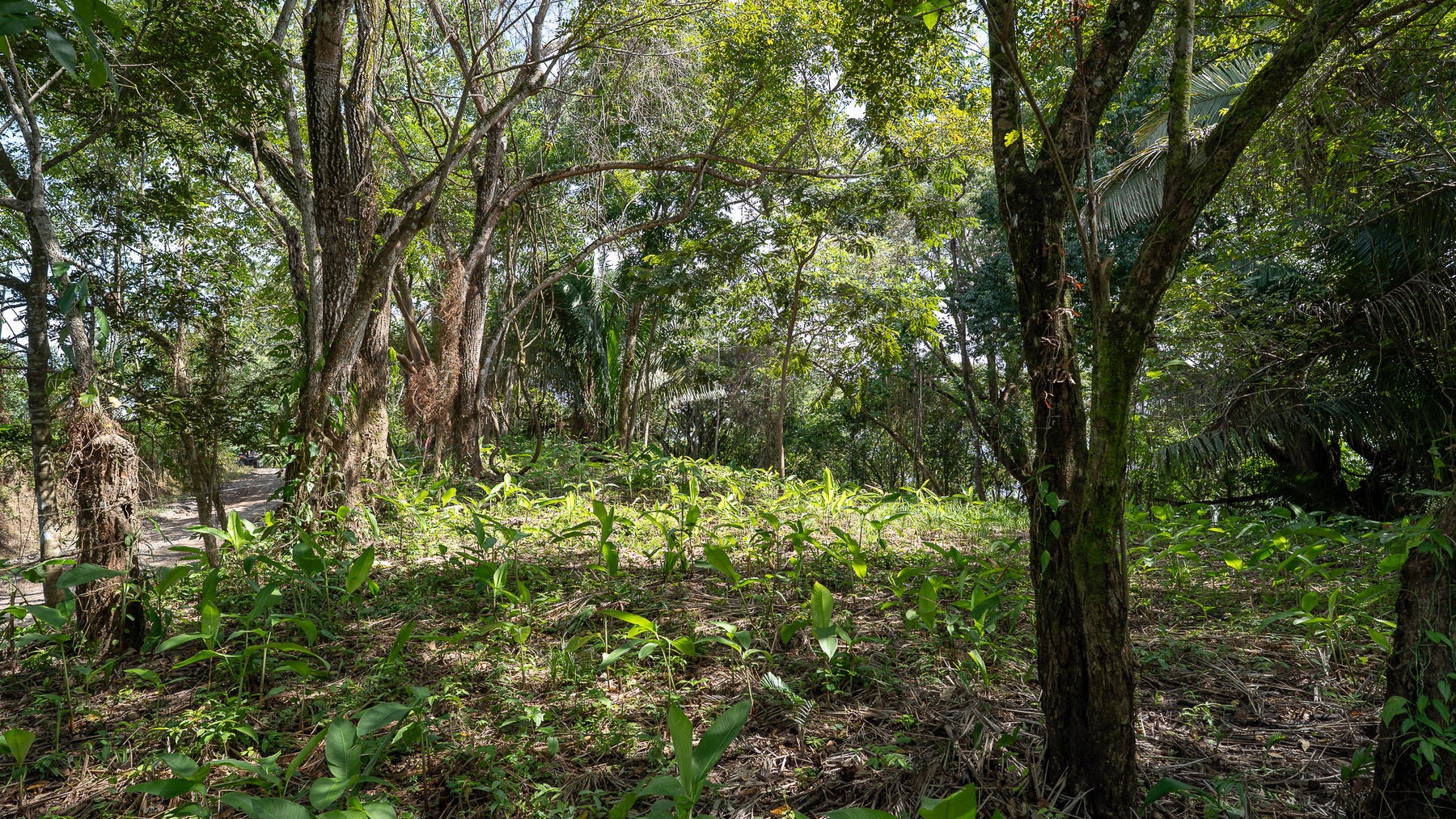 Cabuya Jungle Lot — photo 7 of 11