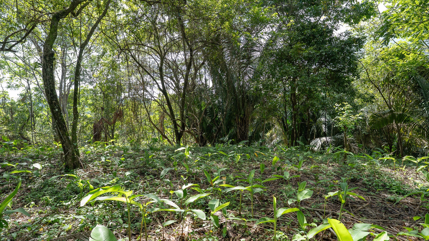 Cabuya Jungle Lot — photo 8 of 11