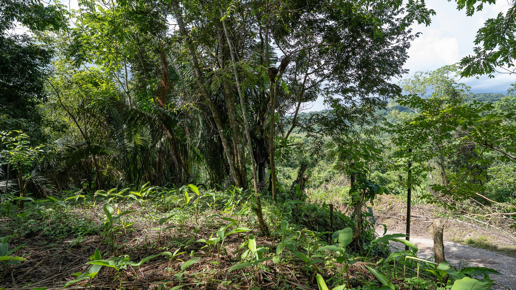 Cabuya Jungle Lot — photo 9 of 11