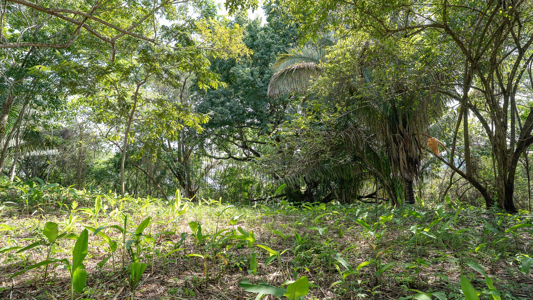 Cabuya Jungle Lot — photo 10 of 11