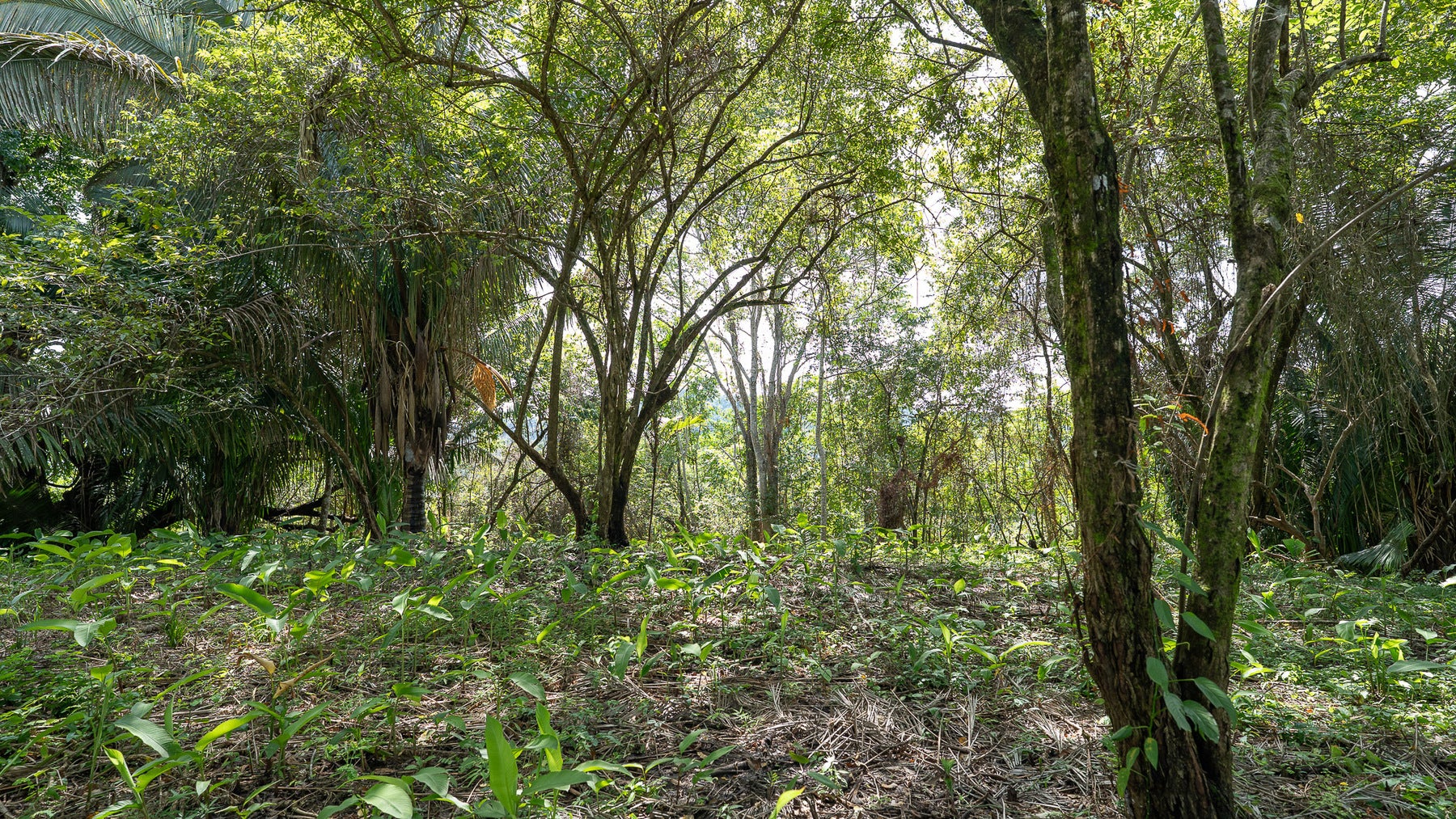 Cabuya Jungle Lot — photo 11 of 11
