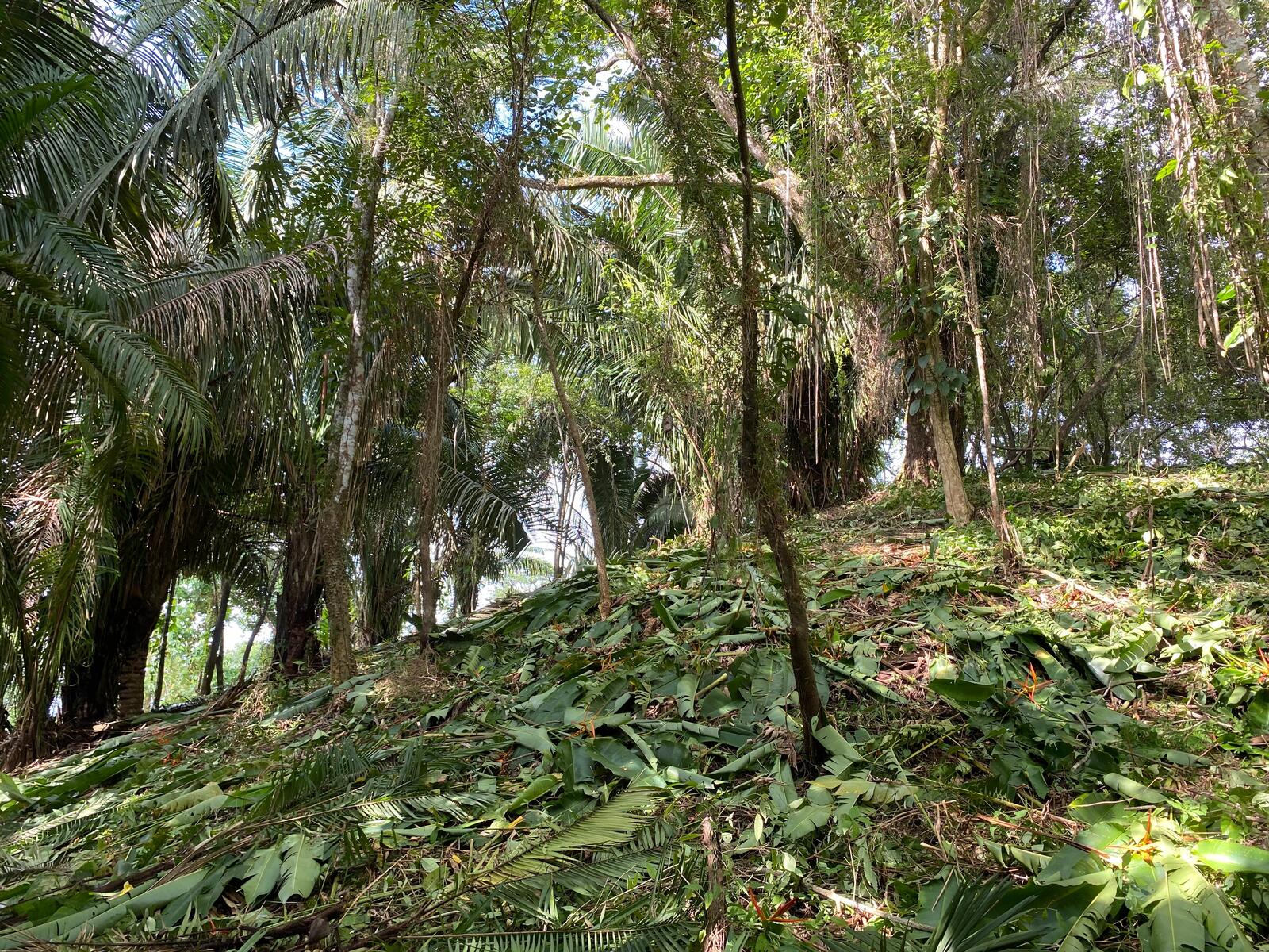 Cabuya Comemrcial Lot — photo 2 of 5