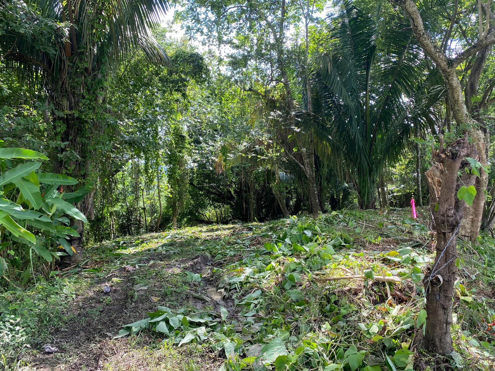 Cabuya Comemrcial Lot — photo 4 of 5