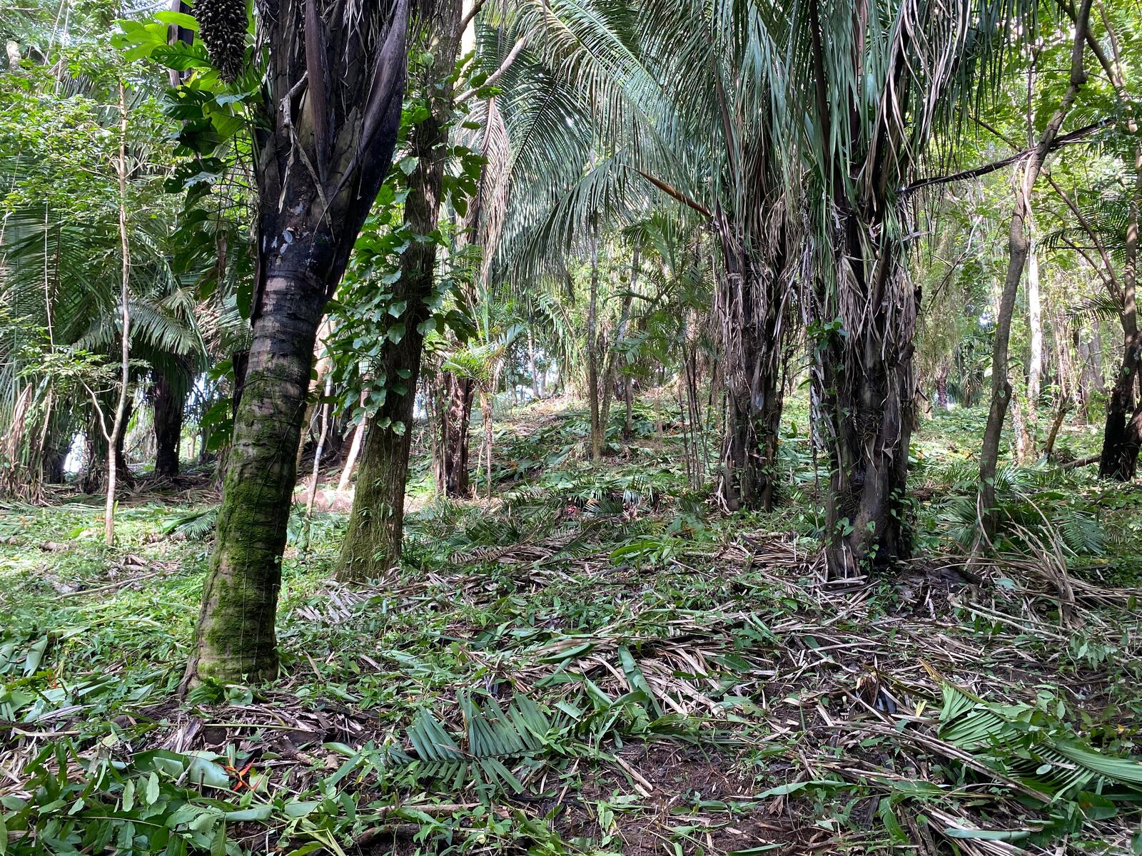 Cabuya Comemrcial Lot — photo 5 of 5