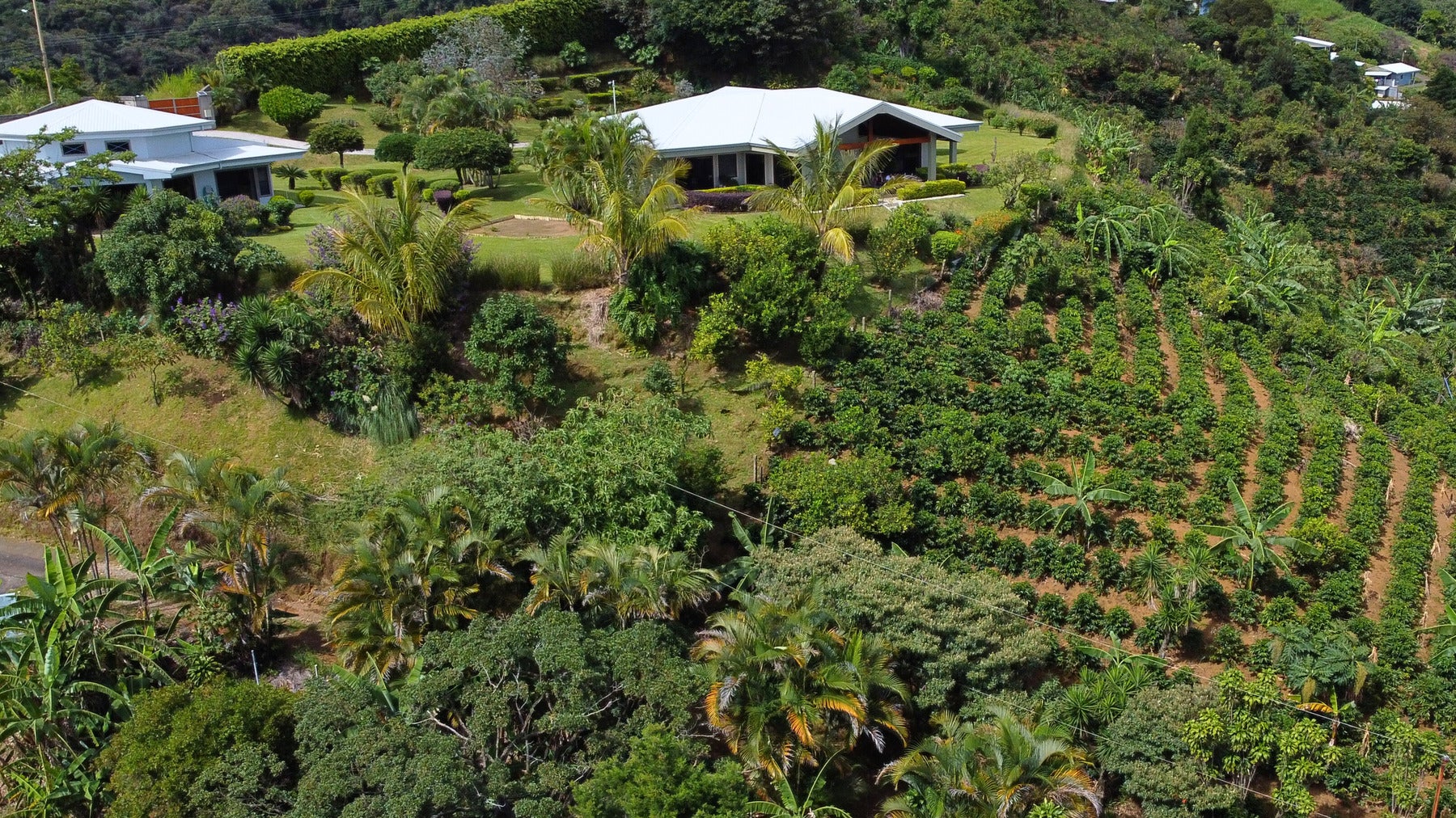 Hacienda Cielo de Café — photo 14 of 19