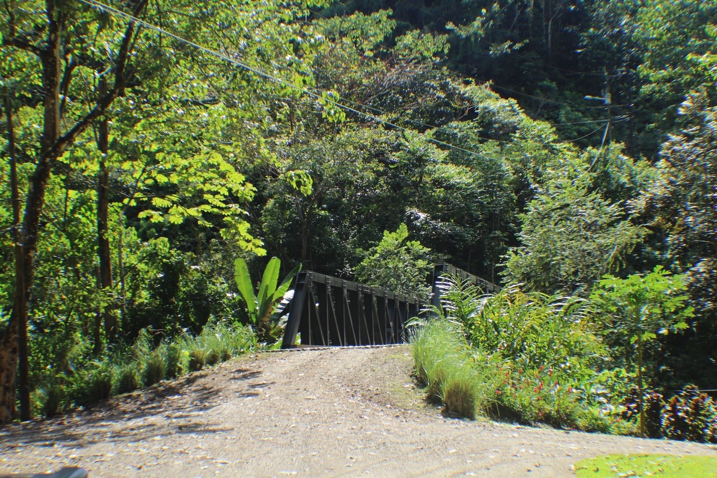 Affordable Jungle Home — photo 2 of 19