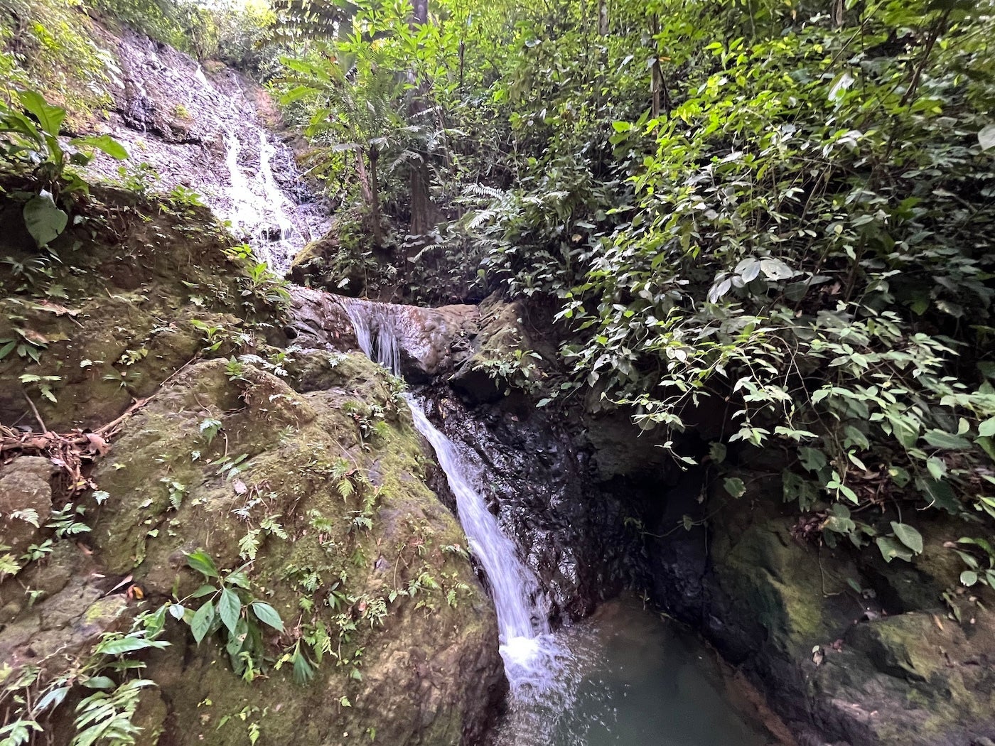 Affordable Jungle Home — photo 4 of 19