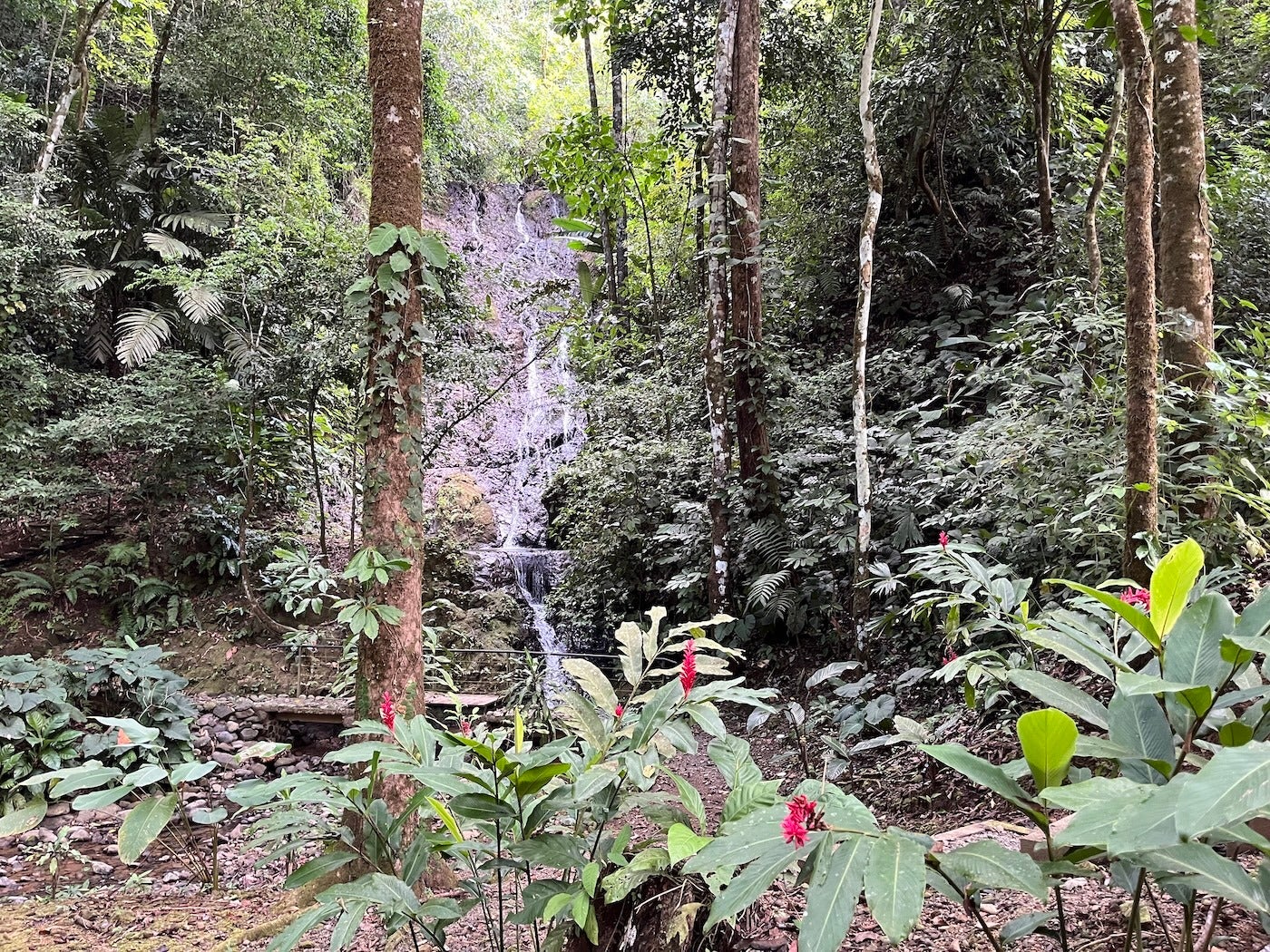 Affordable Jungle Home — photo 3 of 19