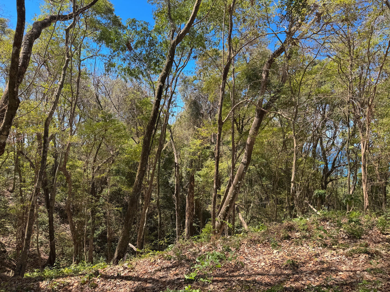 Prime Lot on Avenida Cielo in Hermosa — photo 4 of 14