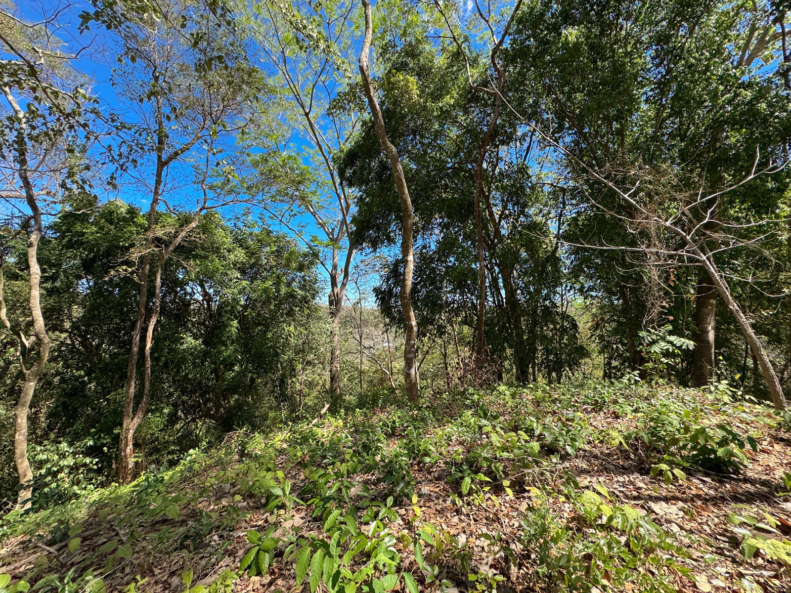Prime Lot on Avenida Cielo in Hermosa — photo 5 of 14
