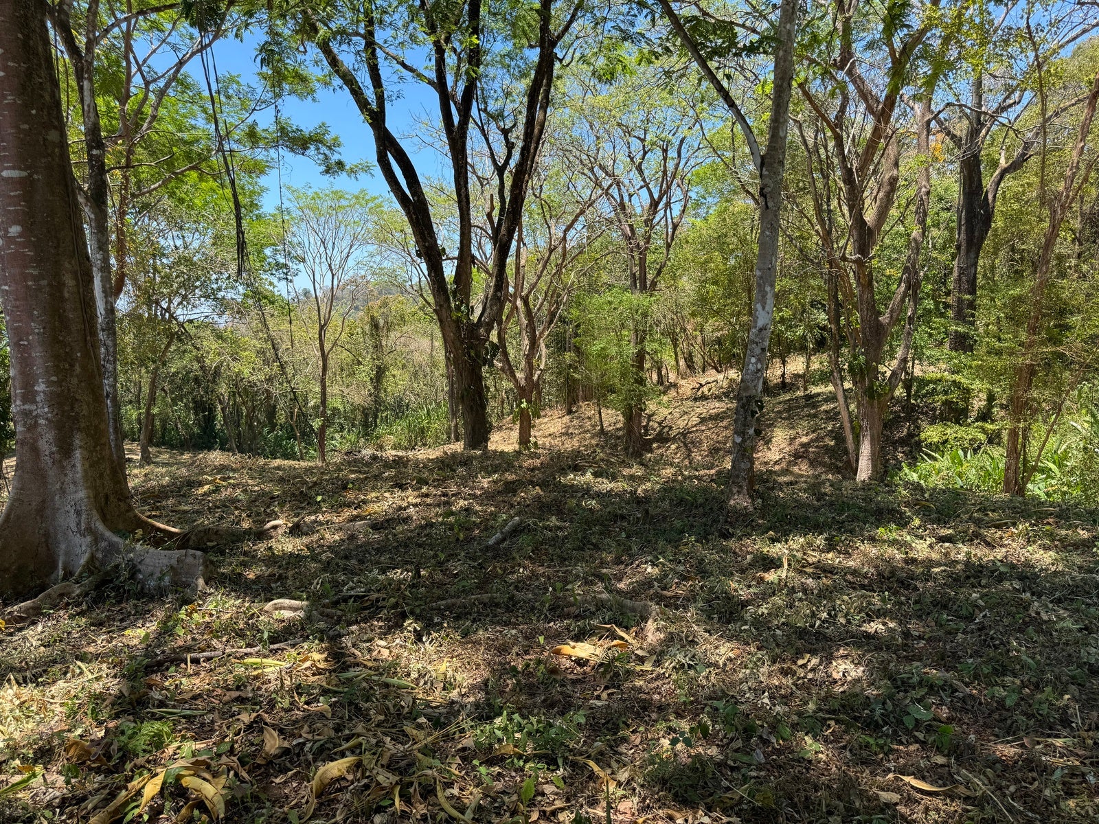 Gorgeous Ocean View Lot in Quiet Residential Neighborhood — photo 2 of 8