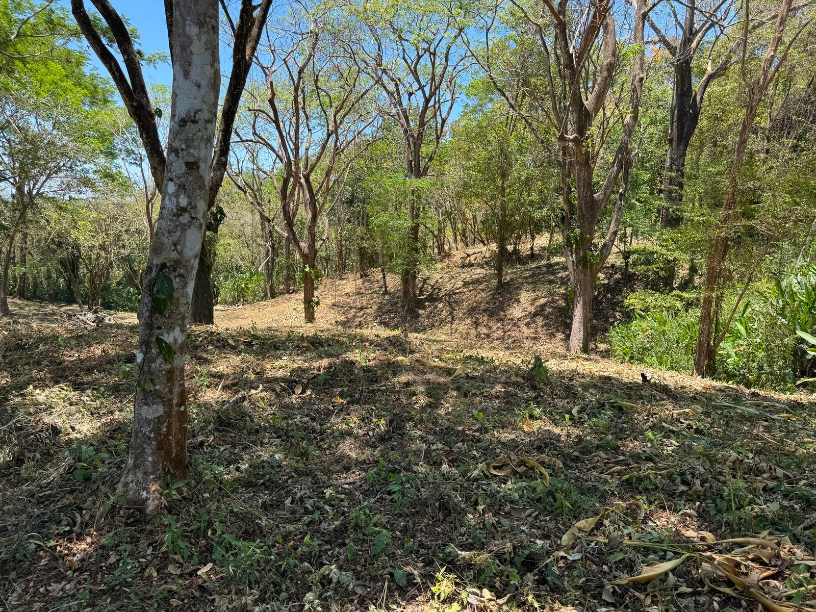 Gorgeous Ocean View Lot in Quiet Residential Neighborhood — photo 3 of 8