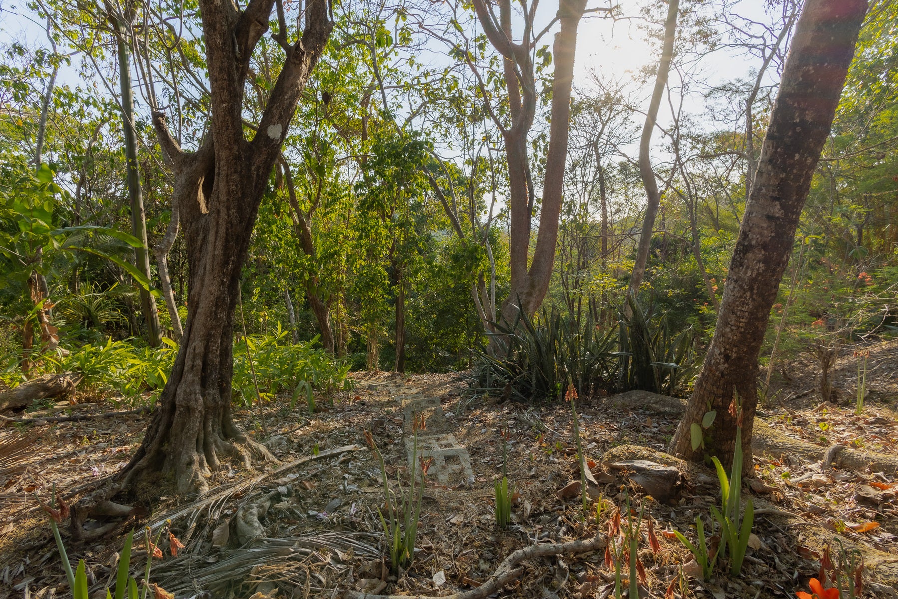 1.8 Hectares Ocean View Commercial Land near Hermosa — photo 11 of 19