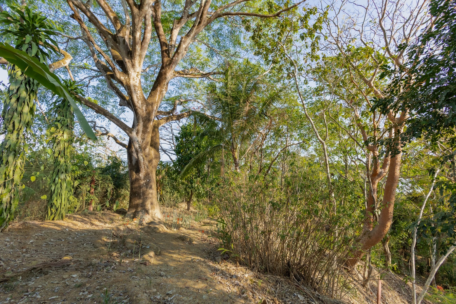 1.8 Hectares Ocean View Commercial Land near Hermosa — photo 12 of 19