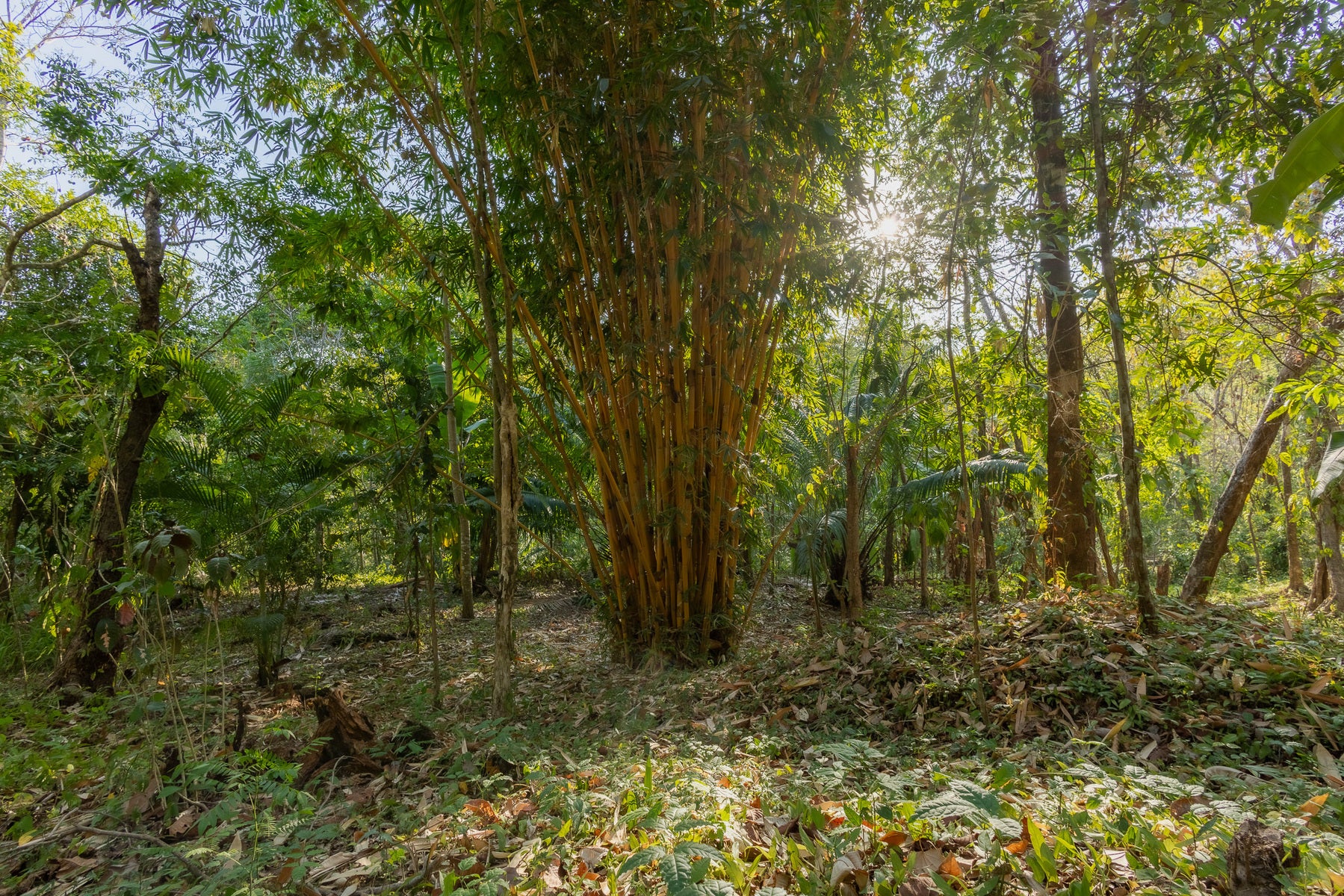 1.8 Hectares Ocean View Commercial Land near Hermosa — photo 15 of 19