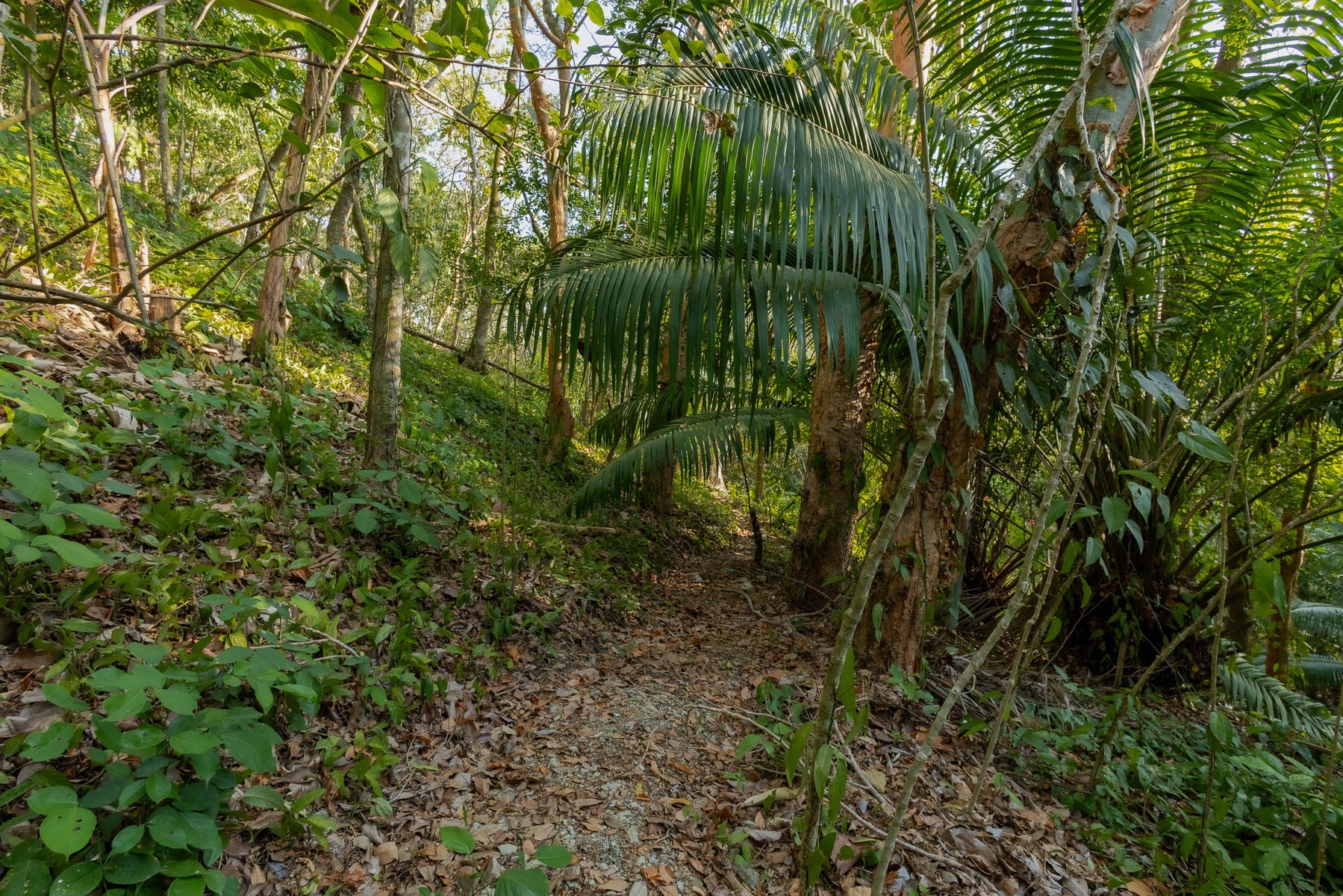 1.8 Hectares Ocean View Commercial Land near Hermosa, Santiago, Santiago, Santa Teresa, Cobano, Puntarenas, Puntarenas, Costa Rica 60111 1.8 Hectares Ocean View Commercial Land near Hermosa, Santiago, Santiago, Santa Teresa, Cobano, Puntarenas, Puntarenas, Costa Rica 60111