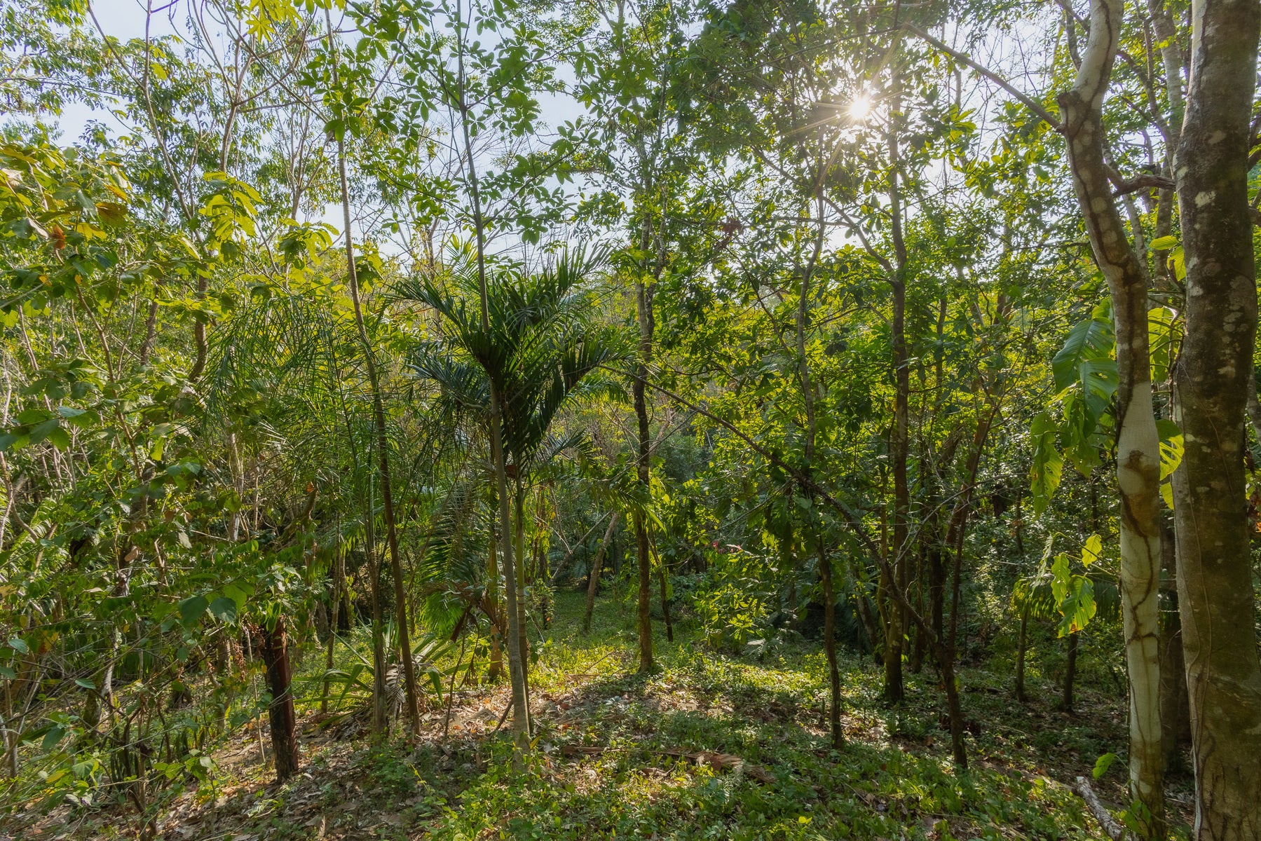 1.8 Hectares Ocean View Commercial Land near Hermosa, Santiago, Santiago, Santa Teresa, Cobano, Puntarenas, Puntarenas, Costa Rica 60111 1.8 Hectares Ocean View Commercial Land near Hermosa, Santiago, Santiago, Santa Teresa, Cobano, Puntarenas, Puntarenas, Costa Rica 60111