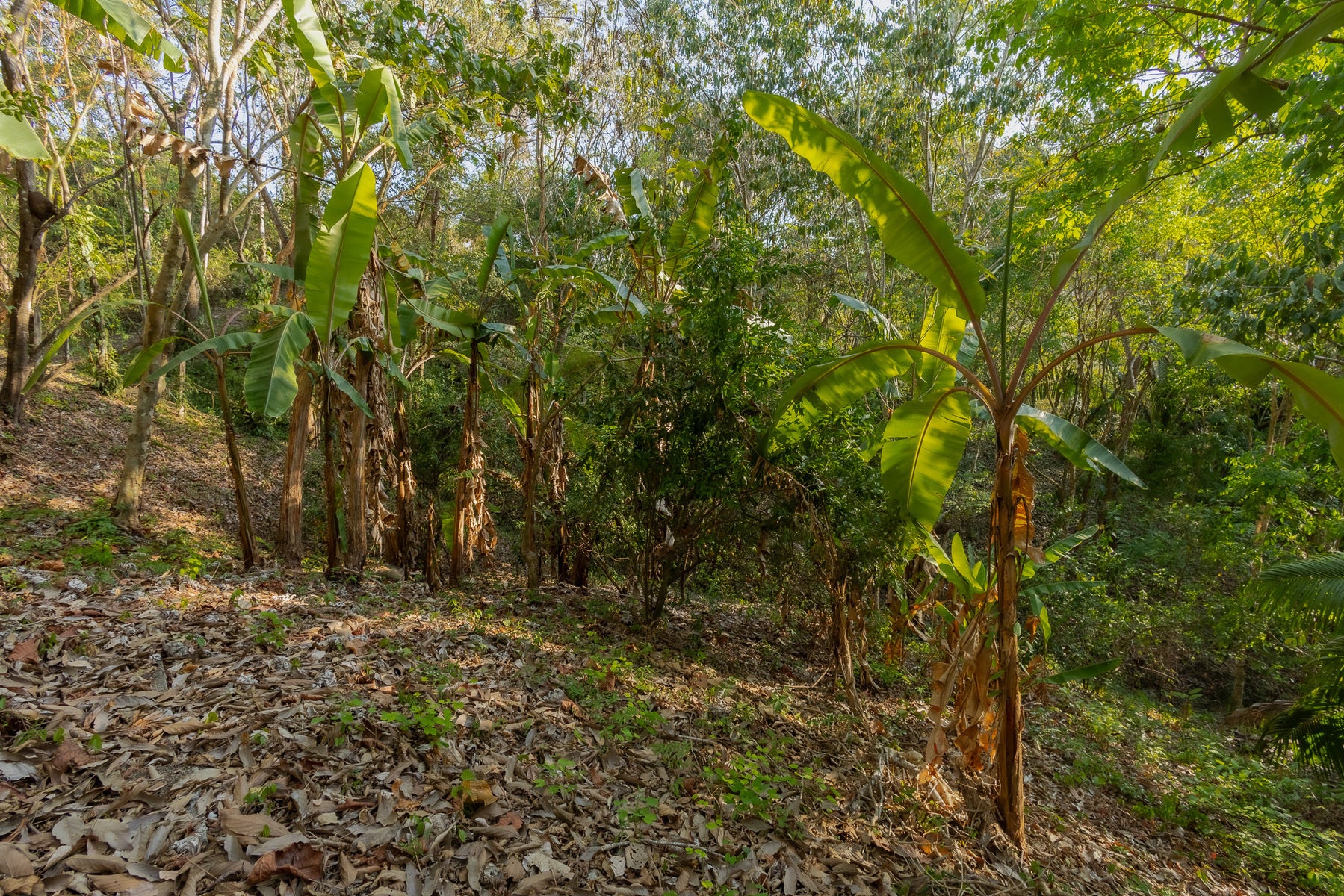 1.8 Hectares Ocean View Commercial Land near Hermosa, Santiago, Santiago, Santa Teresa, Cobano, Puntarenas, Puntarenas, Costa Rica 60111 1.8 Hectares Ocean View Commercial Land near Hermosa, Santiago, Santiago, Santa Teresa, Cobano, Puntarenas, Puntarenas, Costa Rica 60111