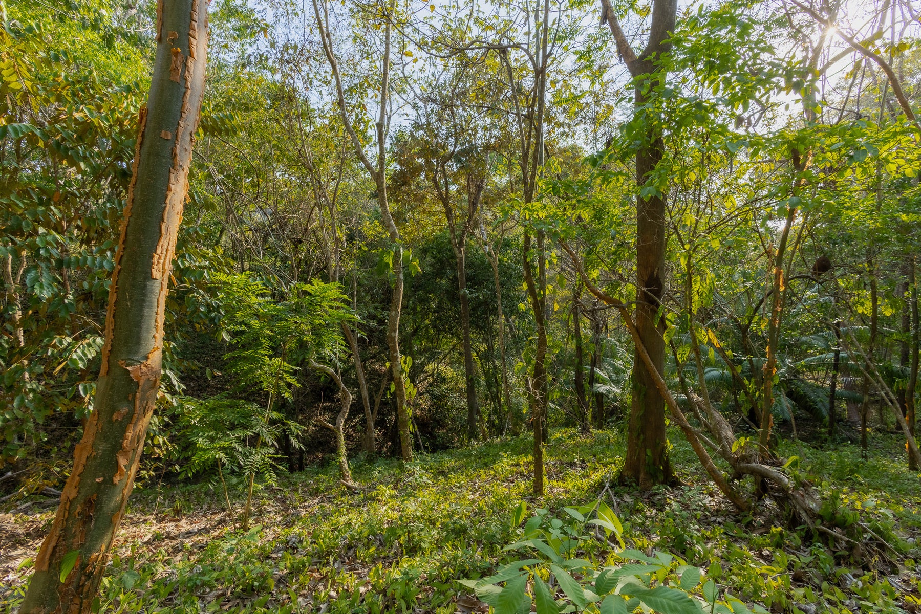 1.8 Hectares Ocean View Commercial Land near Hermosa, Santiago, Santiago, Santa Teresa, Cobano, Puntarenas, Puntarenas, Costa Rica 60111 1.8 Hectares Ocean View Commercial Land near Hermosa, Santiago, Santiago, Santa Teresa, Cobano, Puntarenas, Puntarenas, Costa Rica 60111
