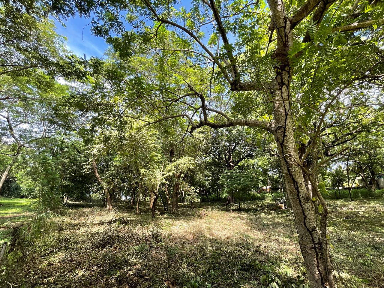 Beachfront Lots in Playa Avellanas — photo 9 of 11