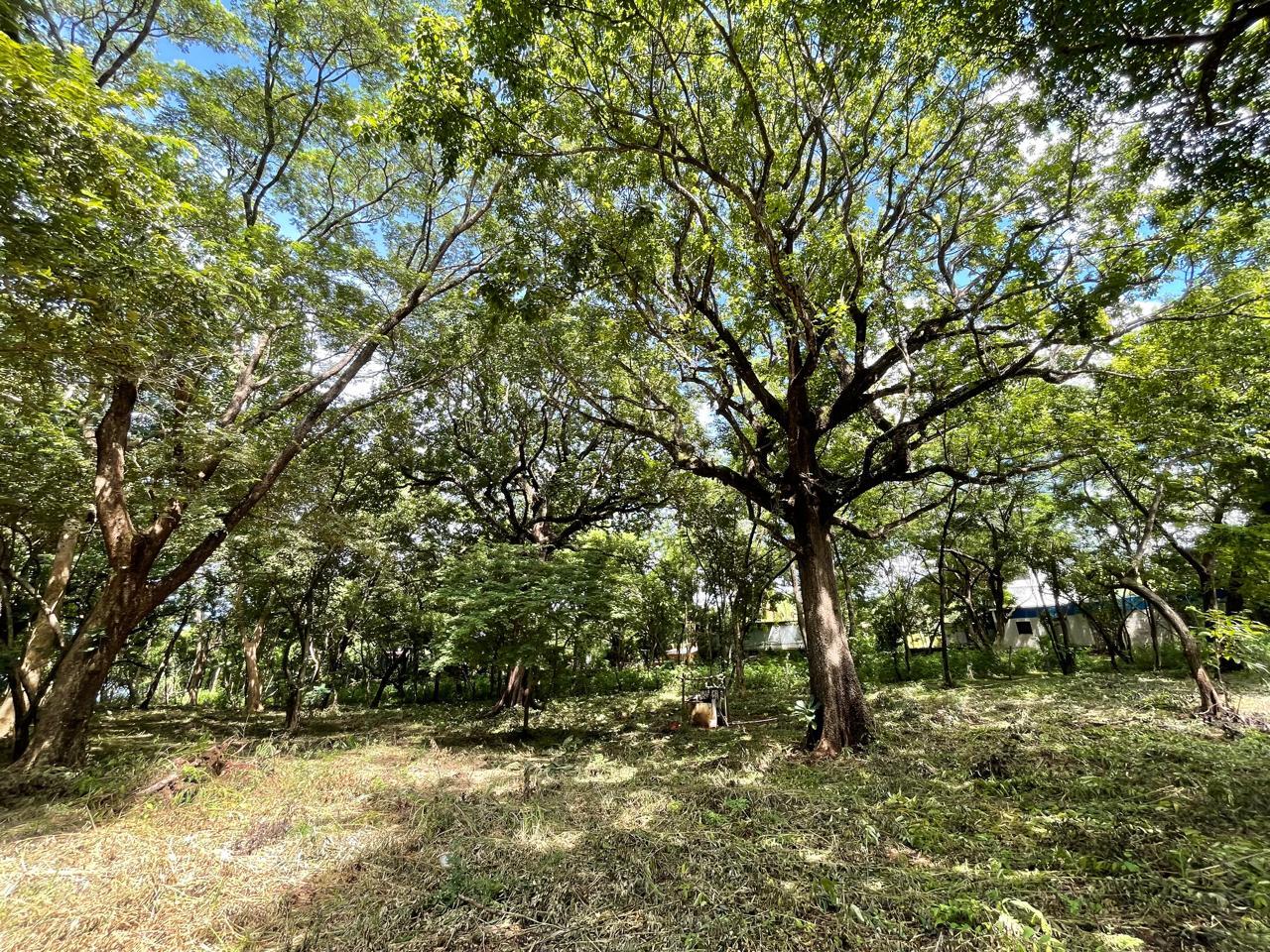 Beachfront Lots in Playa Avellanas — photo 10 of 11