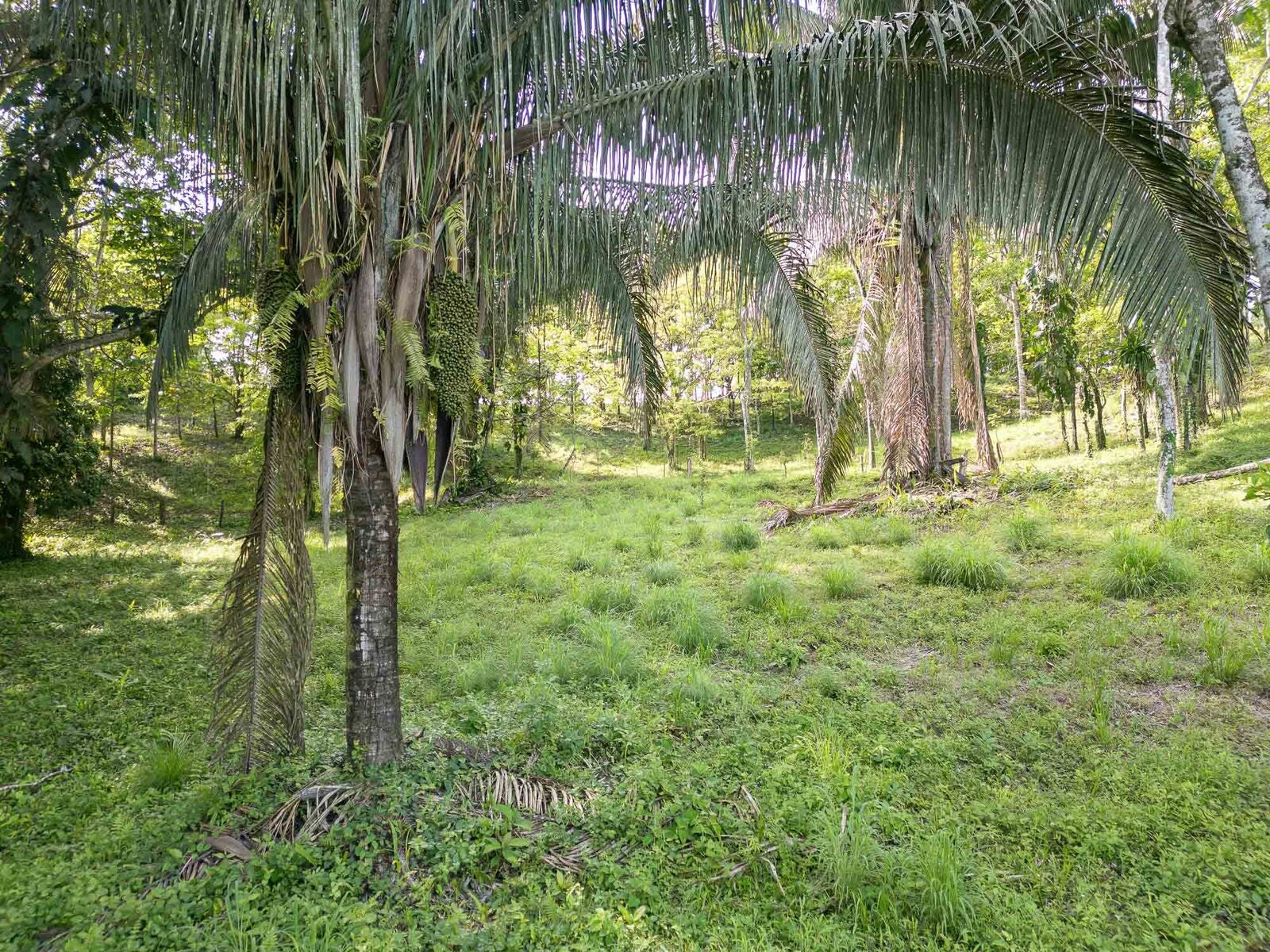 Rainforest Creek Estate — foto 2 de 13