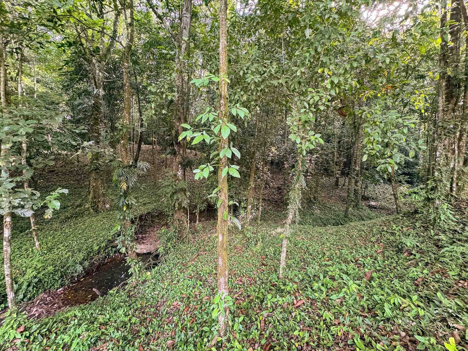 Rainforest Creek Estate — foto 11 de 13