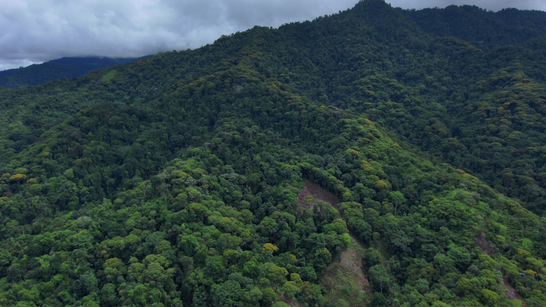 142 Acres of Primary Forest — photo 5 of 6