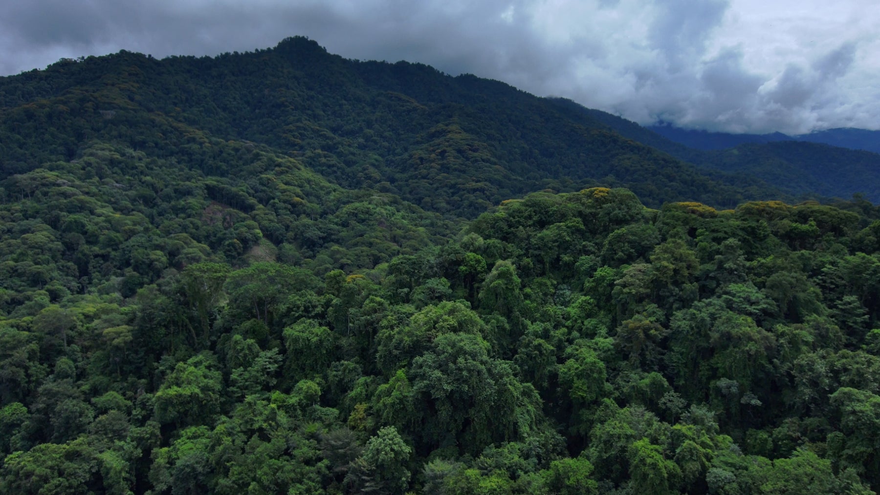 142 Acres of Primary Forest — photo 4 of 6