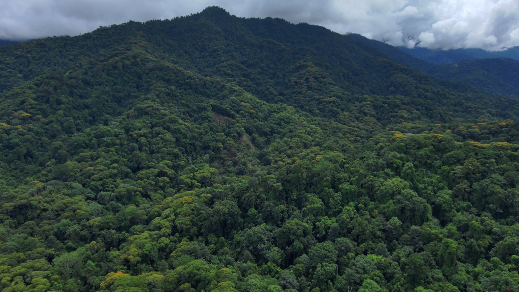 142 Acres of Primary Forest — photo 3 of 6
