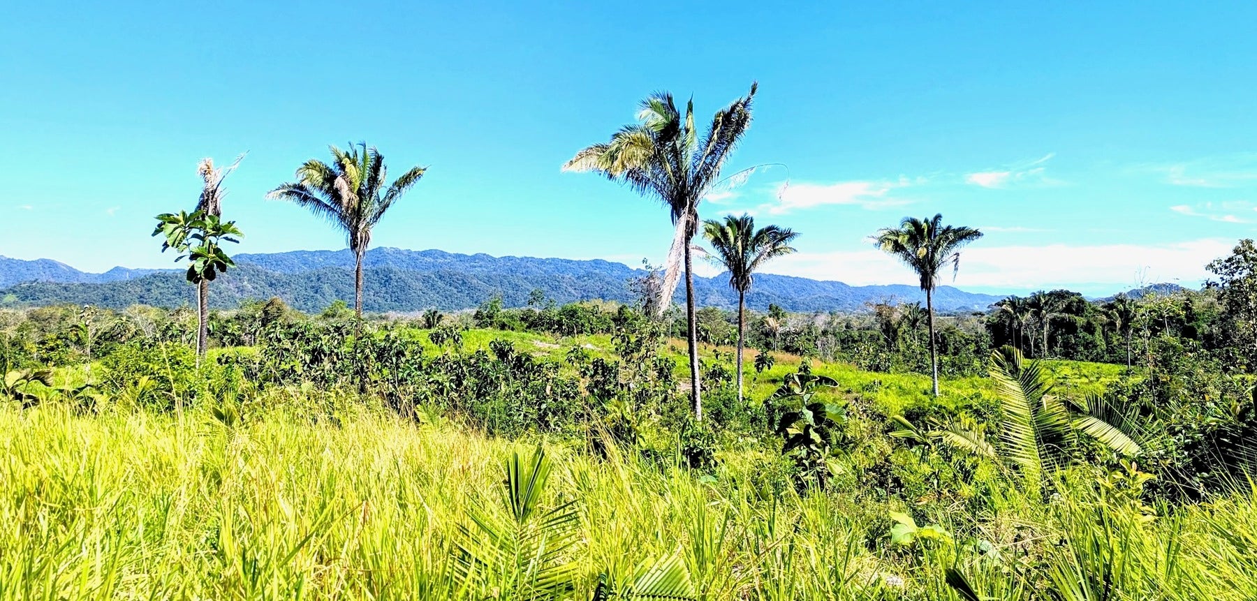 Expansive Cobano Farm — photo 8 of 9