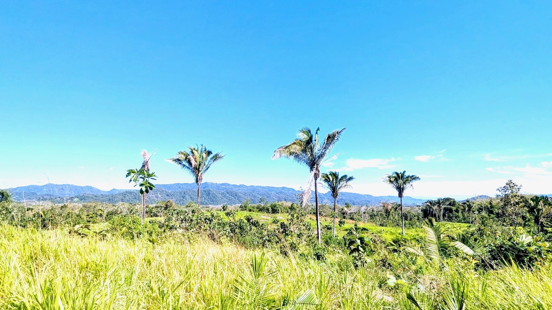 Expansive Cobano Farm — photo 9 of 9