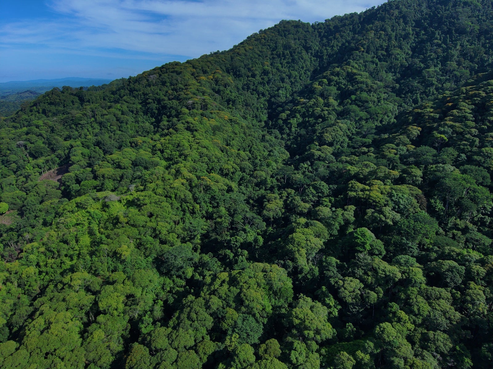 142 Acres of Primary Forest — photo 2 of 6