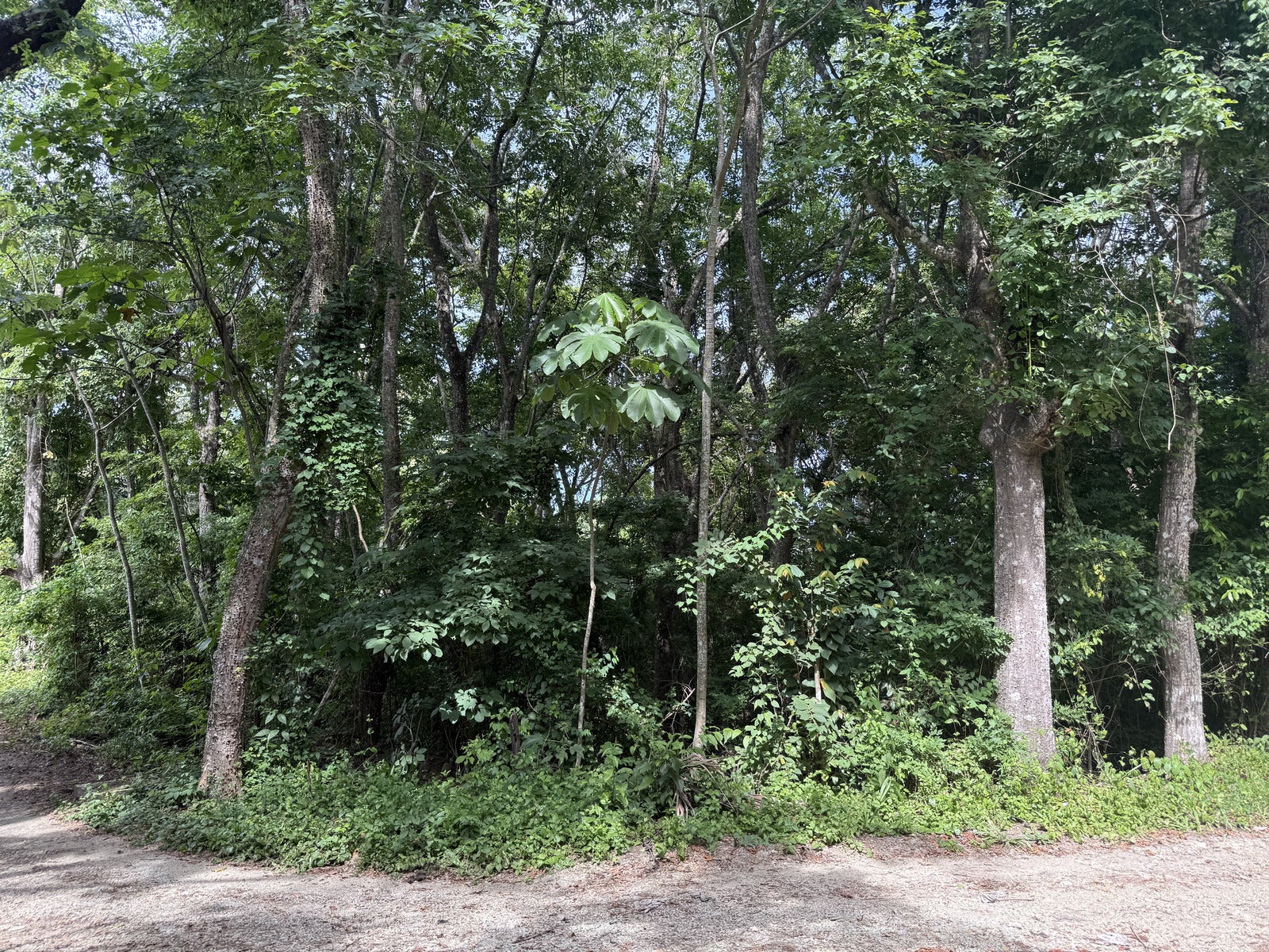 Residential Lot in Santiago , Santiago, Santiago, Santa Teresa, Cobano, Puntarenas, Puntarenas, Costa Rica 60111 Residential Lot in Santiago , Santiago, Santiago, Santa Teresa, Cobano, Puntarenas, Puntarenas, Costa Rica 60111