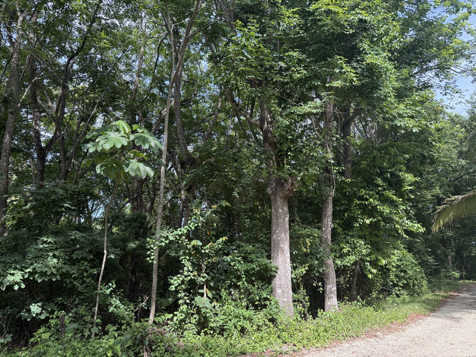 Residential Lot in Santiago , Santiago, Santiago, Santa Teresa, Cobano, Puntarenas, Puntarenas, Costa Rica 60111 Residential Lot in Santiago , Santiago, Santiago, Santa Teresa, Cobano, Puntarenas, Puntarenas, Costa Rica 60111