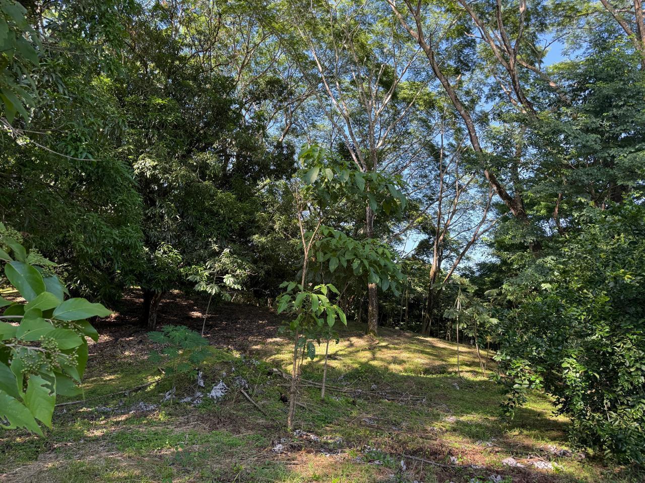 Large Development Land near Hermosa, Santiago, Santiago, Santa Teresa, Cobano, Puntarenas, Puntarenas, Costa Rica 60111