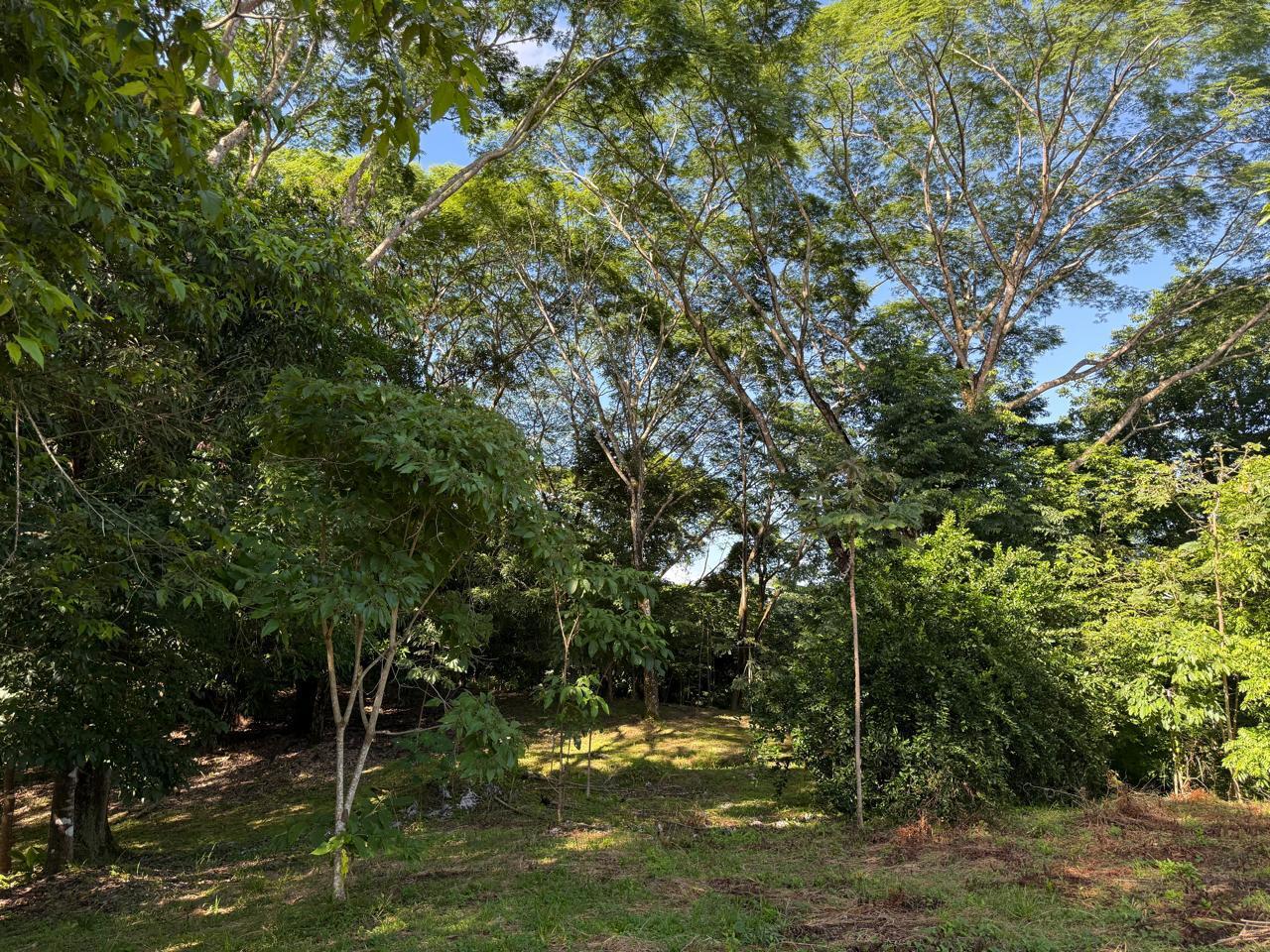Large Development Land near Hermosa, Santiago, Santiago, Santa Teresa, Cobano, Puntarenas, Puntarenas, Costa Rica 60111