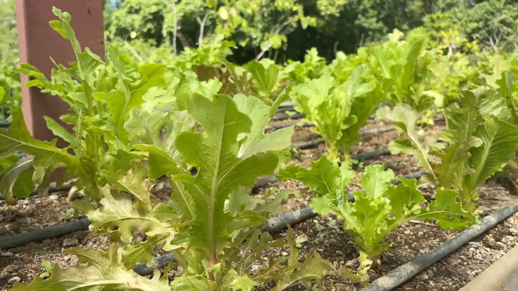 Organic Farm With Multiple Residences, San Isidro, San Isidro, Santa Teresa, Cobano, Puntarenas, Puntarenas, Costa Rica 60111