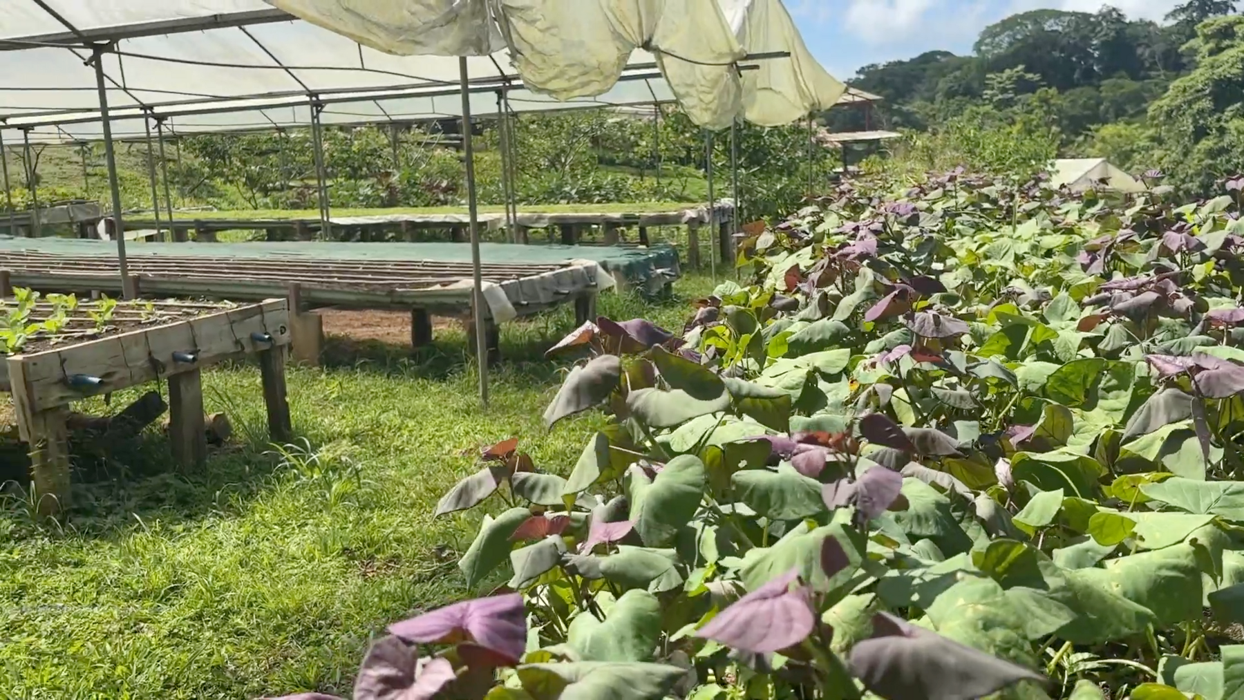 Organic Farm With Multiple Residences, San Isidro, San Isidro, Santa Teresa, Cobano, Puntarenas, Puntarenas, Costa Rica 60111