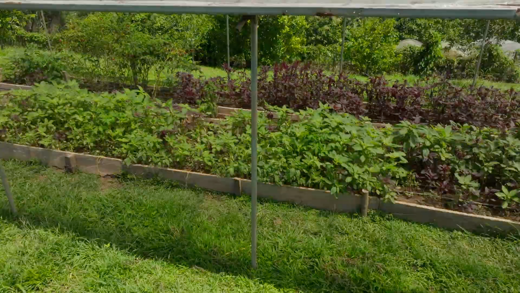 Organic Farm With Multiple Residences, San Isidro, San Isidro, Santa Teresa, Cobano, Puntarenas, Puntarenas, Costa Rica 60111
