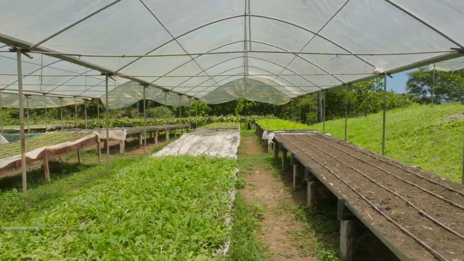 Organic Farm With Multiple Residences, San Isidro, San Isidro, Santa Teresa, Cobano, Puntarenas, Puntarenas, Costa Rica 60111
