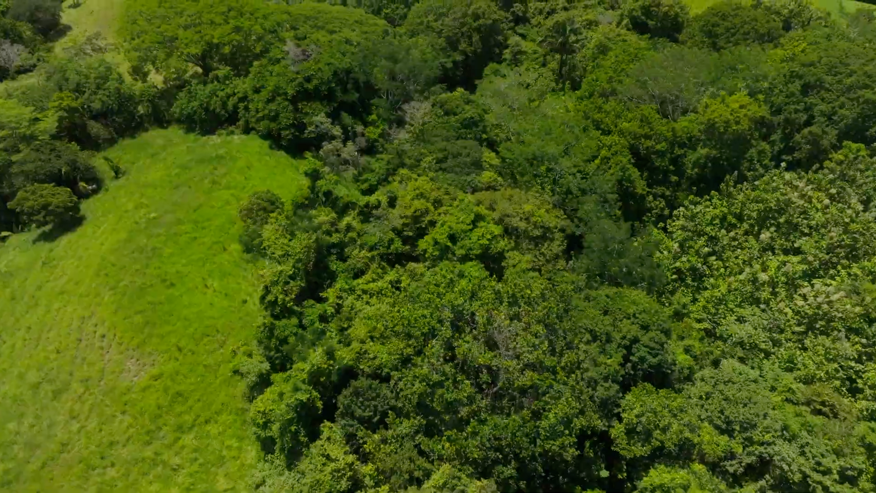 Organic Farm With Multiple Residences, San Isidro, San Isidro, Santa Teresa, Cobano, Puntarenas, Puntarenas, Costa Rica 60111