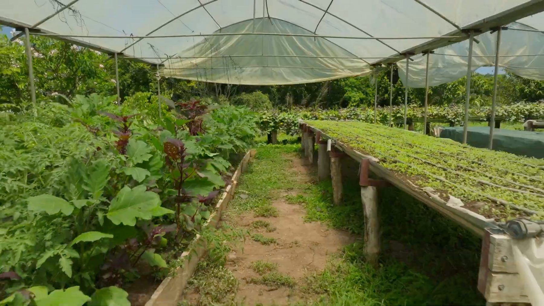 Organic Farm With Multiple Residences, San Isidro, San Isidro, Santa Teresa, Cobano, Puntarenas, Puntarenas, Costa Rica 60111