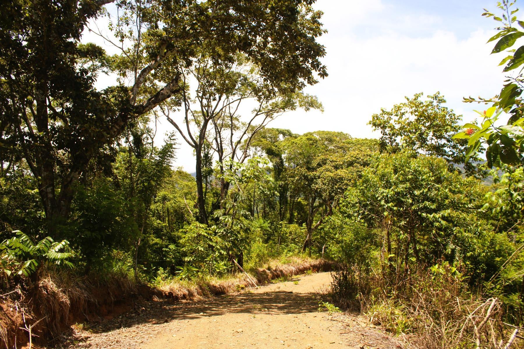 Wildlife Reserve Farm, Chontales, Chontales, Ojochal, Puerto Cortes, Osa, Puntarenas, Costa Rica 60501